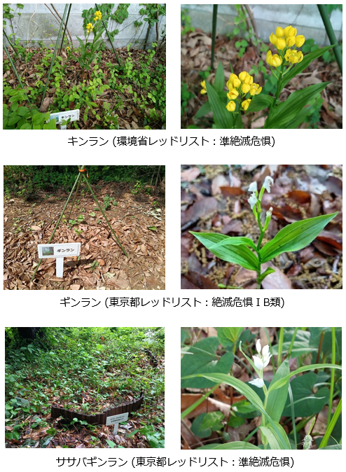キンラン・ギンラン・ササバギンランの保護の様子