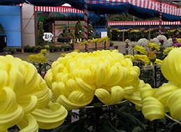 まばゆいばかりの菊の花