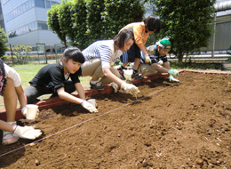 種植え